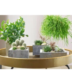 Goldtüpfelfarn - Phlebodium Aureum 'Blue Star' -Elho Aussenbereich Geschaft 8263832 PR MO 002 SukkulentenBild2 8253551 8263832 3266335 2149649