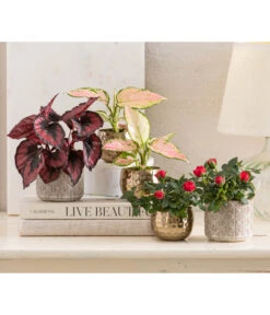 Dehner Metall-Übertopf Kody, Bauchig, Gold -Elho Aussenbereich Geschaft 8265357 WE MO 001 RosenMixT6Valentin