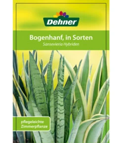 Bogenhanf - Sansevieria Cylindrica 'Mikado' -Elho Aussenbereich Geschaft 82686741 8268591 8268807 8296782 8268799 8241077 Bogenhanf 1