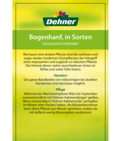 Bogenhanf - Sansevieria Cylindrica 'Mikado' -Elho Aussenbereich Geschaft 82686741 8268591 8268807 8296782 8268799 8241077 Bogenhanf 2