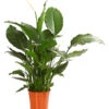 Einblatt - Spathiphyllum Wallisii 'Silvana' -Elho Aussenbereich Geschaft 8276180 WE FS 001 EinblattSpathiphyllumAlfaAirT24OWDehnerExpressHerzig