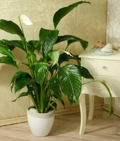 Einblatt - Spathiphyllum Wallisii 'Silvana' -Elho Aussenbereich Geschaft 8276180 WE MO 005 SpathiphyllumDehnerEW