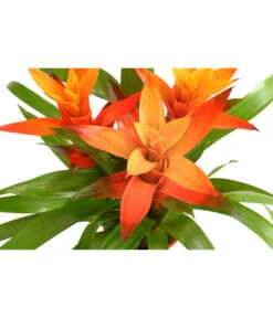 Bromelie - Bromeliaceae, Dreitriebig -Elho Aussenbereich Geschaft 8276214 PR DE 001 BromeliaTuffMixT14DehnerExpressHerzig