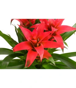 Bromelie - Bromeliaceae, Dreitriebig -Elho Aussenbereich Geschaft 8276214 PR DE 003 BromeliaTuffMixT14DehnerExpressHerzig