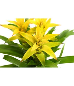 Bromelie - Bromeliaceae, Dreitriebig -Elho Aussenbereich Geschaft 8276214 PR DE 021 BromeliaTuffMixT14DehnerExpressHerzig