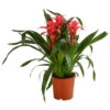 Bromelie - Bromeliaceae, Dreitriebig 2 Bromelie - Bromeliaceae, Dreitriebig -Elho Aussenbereich Geschaft 8276214 PR FS 001 BromeliaTuffT14DehnerExpressHerzig