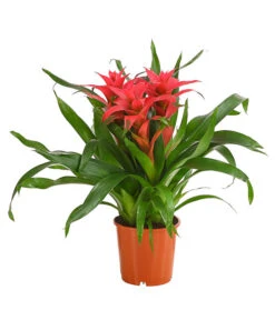 Bromelie - Bromeliaceae, Dreitriebig -Elho Aussenbereich Geschaft 8276214 PR FS 003 BromeliaTuffMixT14DehnerExpressHerzig