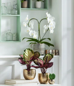 Dehner Metall-Übertopf Kody, Bauchig, Gold -Elho Aussenbereich Geschaft 8280505 WE MO 001 PhalaenopsisHerzT12