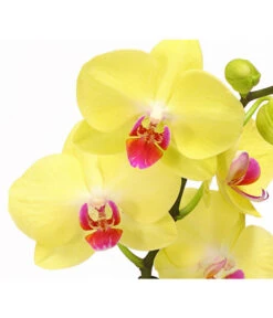 Schmetterlingsorchidee - Phalaenopsis Cultivars, Verschiedene Sorten -Elho Aussenbereich Geschaft 8280513 PR DE 002 SchmetterlingsorchideePhalaenopsisCrossing2TrieberT12Herzig