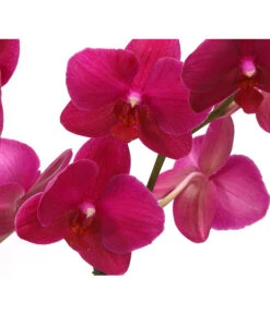 Schmetterlingsorchidee - Phalaenopsis Cultivars, Verschiedene Sorten -Elho Aussenbereich Geschaft 8280513 PR DE 004 SchmetterlingsorchideePhalaenopsisCrossing2TrieberT12Herzig