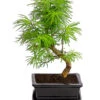 Outdoor-Bonsai Goldlärche - Pseudolarix Amabilis -Elho Aussenbereich Geschaft 8286221 PR FS 001 LaercheLarixSFormOhneSchaleT15DehnerExpressHerzig