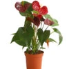 Große Flamingoblume - Anthurium Andreanum 'Otazu' 2 Große Flamingoblume - Anthurium Andreanum 'Otazu' -Elho Aussenbereich Geschaft 8297137 WE FS 001 FlamingoblumeAnthuriumOtazuT14DehnerExpressHerzig
