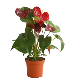 Große Flamingoblume - Anthurium Andreanum 'Otazu'