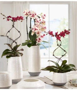 Schmetterlingsorchidee - Phalaenopsis Cultivars 'Big Lip', Kaskade -Elho Aussenbereich Geschaft 8297830 WE MO 001 OrchideenKeramikCeciliaDehnerbild