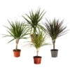 Zimmerpflanzen-Set Drachenhöhle, 4-teilig -Elho Aussenbereich Geschaft 8400103 WE FS 001 PflanzensetDrachenhoehle