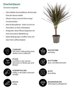 Zimmerpflanzen-Set Drachenhöhle, 4-teilig -Elho Aussenbereich Geschaft 8400103 WE IG 001 Drachenbaum