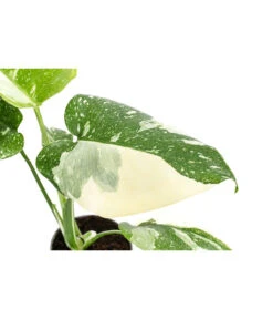 Fensterblatt - Monstera Deliciosa 'Thai Constellation', Panaschiert -Elho Aussenbereich Geschaft 8402034 WE DE 001 MonsteraThaiConstellationT6