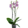 Schmetterlingsorchidee - Phalaenopsis Cultivars 'Signature Speechless Elegance'