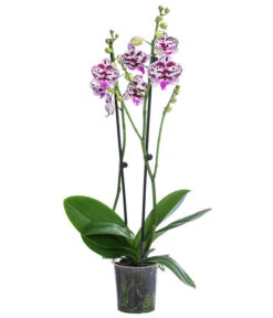 Schmetterlingsorchidee - Phalaenopsis Cultivars 'Signature Speechless Elegance'
