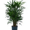 Steckenpalme - Rhapis Excelsa, Hydrokultur -Elho Aussenbereich Geschaft 8425605 WE FS 001 RhapisExcelsa22 19H100