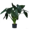 Pfeilblatt - Alocasia 'Wentii', Hydrokultur -Elho Aussenbereich Geschaft 8425662 WE FS 001 AlocasiaWentii25 19H100
