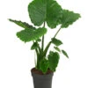 Pfeilblatt - Alocasia Gageana 'California'