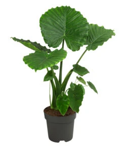Pfeilblatt - Alocasia Gageana 'California'
