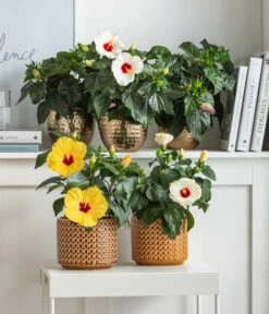 Dehner Metall-Übertopf Kody, Bauchig, Gold -Elho Aussenbereich Geschaft 8477846 6784912 6874150 6874168 6895627 6895635 WE MO 001 Hibiskus