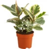 Gummibaum - Ficus Elastica 'Tineke' -Elho Aussenbereich Geschaft 8500167 PR FS 001 FicusTienekeT19DehnerExpressHerzig