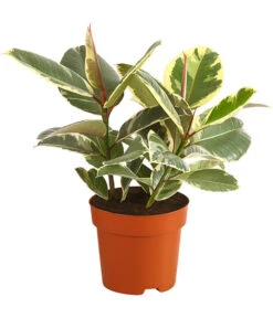 Gummibaum - Ficus Elastica 'Tineke'