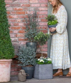 Gänseblümchen, Gefüllt -Elho Aussenbereich Geschaft 8512238 WE MO 001 EukylaptusOlive