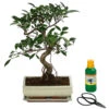 Bonsai Chinesischer Feigenbaum - Ficus Retusa, Anfänger-Set, 10 Jahre -Elho Aussenbereich Geschaft 8561573 WE FS 001 BonsSetFicusRetusa10JT25