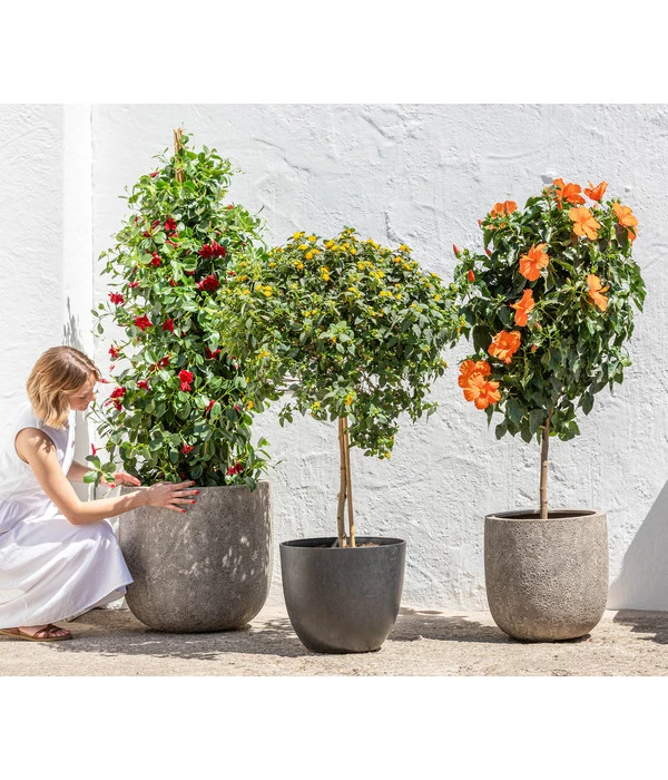 Wandelröschen, Solitärstamm 4 Wandelröschen, Solitärstamm – Bild 2