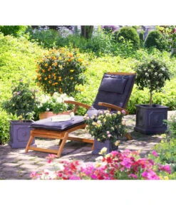 Wandelröschen, Solitärstamm 7 Wandelröschen, Solitärstamm -Elho Aussenbereich Geschaft 8588196 8595910 8589442 8588451 PR MO 004 LeichtbetonTopfEckigKuebelpflanzenBlumenparkKatalog2016