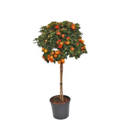 Wandelröschen, Solitärstamm