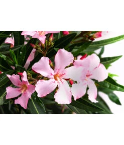 Oleander, Solitärbusch, Verschiedene Sorten -Elho Aussenbereich Geschaft 8590549 WE DE 001 OleanderBuschMixRosaT40
