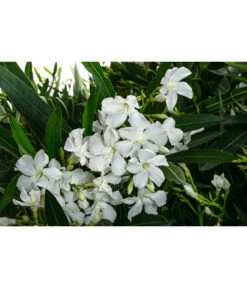 Oleander, Solitärbusch, Verschiedene Sorten -Elho Aussenbereich Geschaft 8590549 WE DE 001 OleanderBuschMixWeissT40