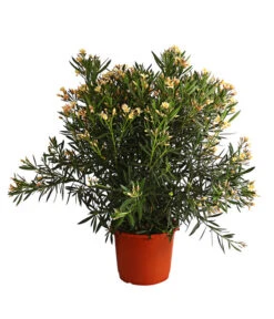 Oleander, Solitärbusch, Verschiedene Sorten
