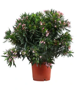 Oleander, Solitärbusch, Verschiedene Sorten -Elho Aussenbereich Geschaft 8590549 WE FS 001 OleanderBuschMixRosaT40