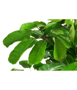 Queensland-Strahlenaralie - Schefflera Actinophylla 'Amate' -Elho Aussenbereich Geschaft 8591257 WE DE 001 ScheffleraAmateTuffT30