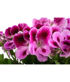 Edelpelargonie, Verschiedene Farben -Elho Aussenbereich Geschaft 8594541 WE DE 002 EdelpelargonieBuschT23