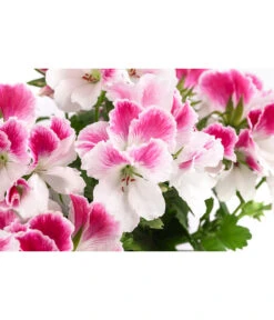 Edelpelargonie, Verschiedene Farben -Elho Aussenbereich Geschaft 8594541 WE DE 003 EdelpelargonieBuschT23