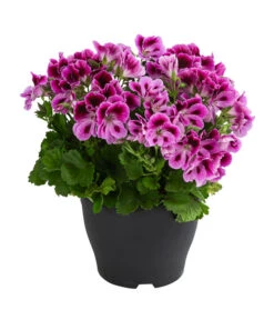 Edelpelargonie, Verschiedene Farben -Elho Aussenbereich Geschaft 8594541 WE FS 002 EdelpelargonieBuschT23