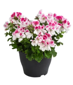 Edelpelargonie, Verschiedene Farben -Elho Aussenbereich Geschaft 8594541 WE FS 003 EdelpelargonieBuschT23