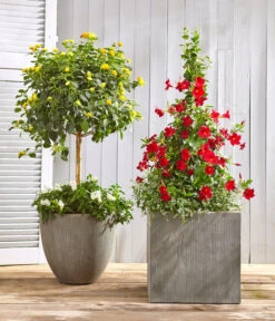 Wandelröschen, Bepflanzt -Elho Aussenbereich Geschaft 8594772 WE MO 001 KuebelpflanzenSolitaer