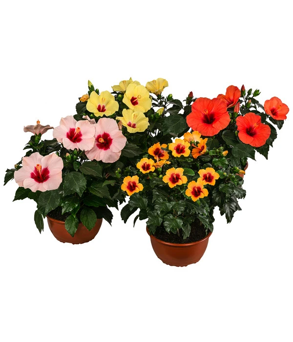 Hibiskus In Schale, Verschiedene Sorten