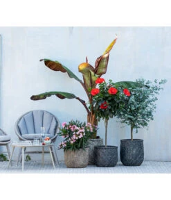 Eukalyptus, Stämmchen -Elho Aussenbereich Geschaft 8596744 WE MO 001 NeriumOleander