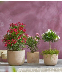 Oleander, Busch 8 Oleander, Busch -Elho Aussenbereich Geschaft 8596850 PR MO 009 8590200 OleanderStandard Nerium oleander Oleander Staemmchen Oleander Busch UveSauer