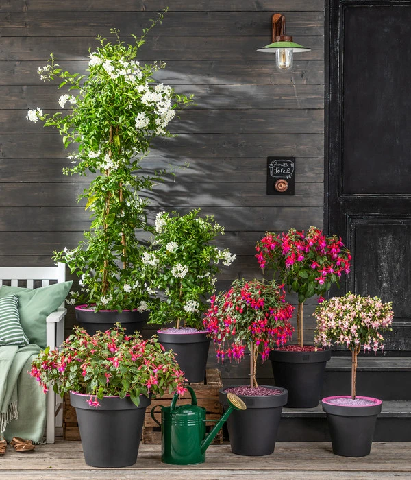 Fuchsie, Verschiedene Sorten 7 Fuchsie, Verschiedene Sorten – Bild 5