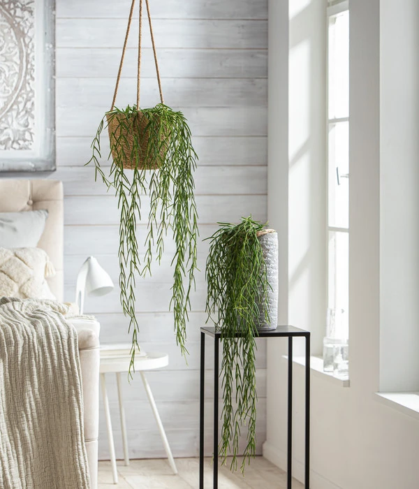 Dehner Seegras-Ampel Igmar 4 Dehner Seegras-Ampel Igmar – Bild 2